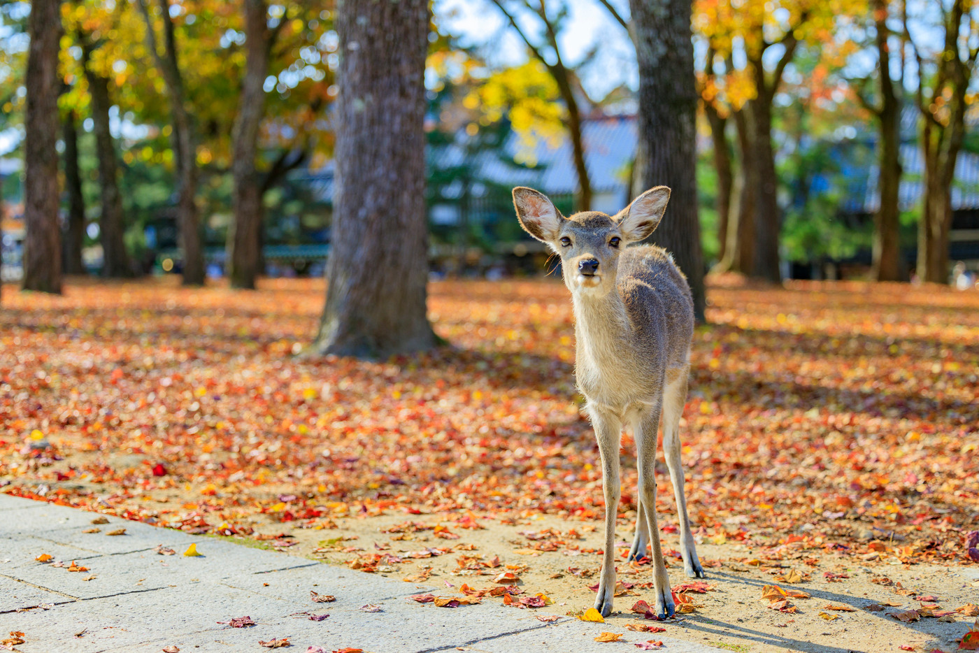 奈良公園の紅葉と鹿