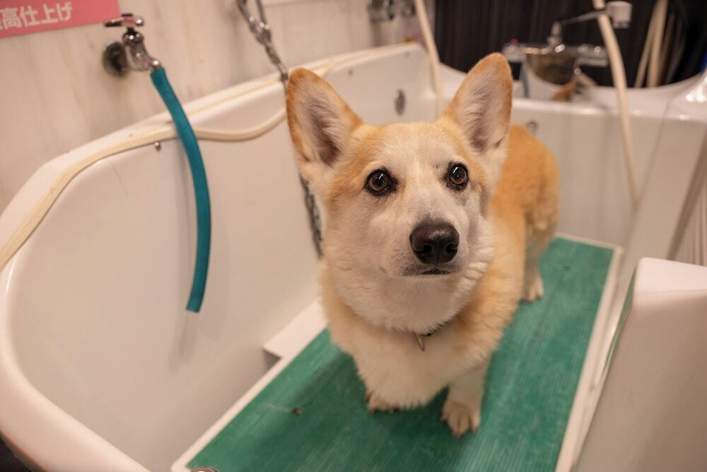 ペット用設備・サービス