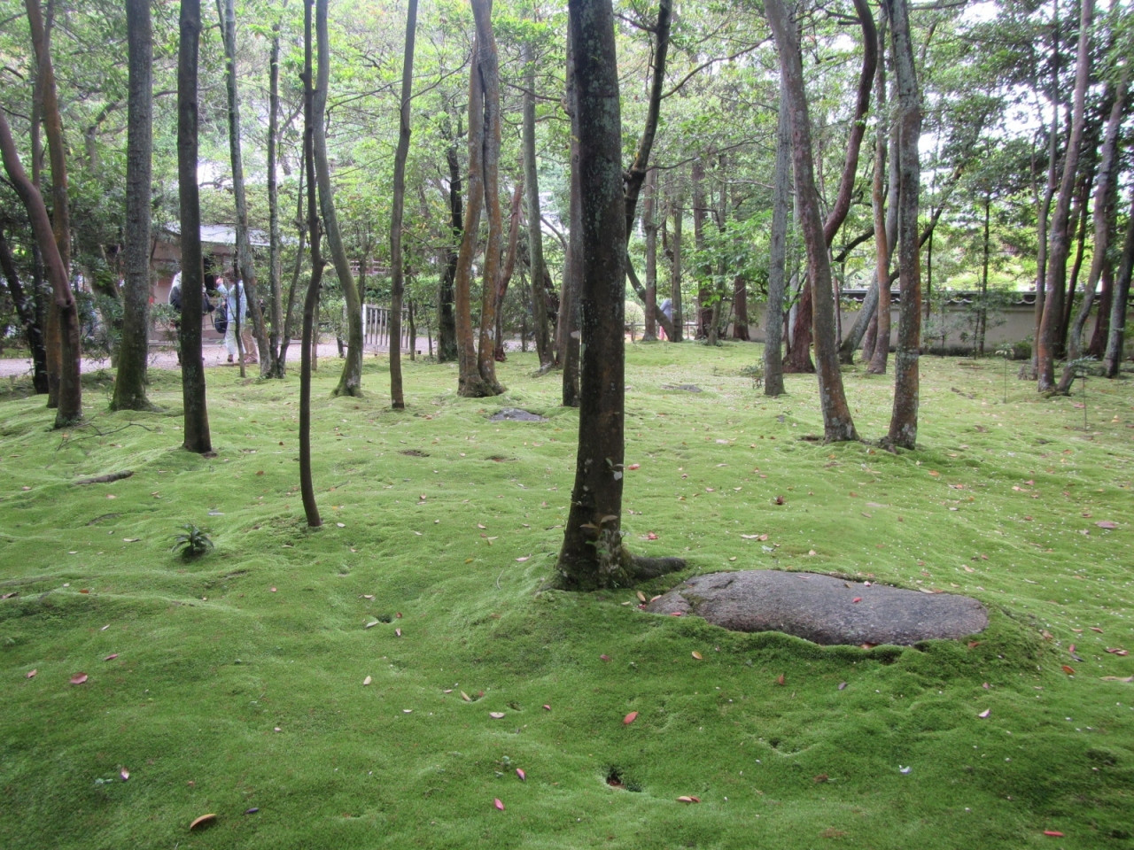 秋篠寺　創建 奈良時代末期（700年代末期）462553
