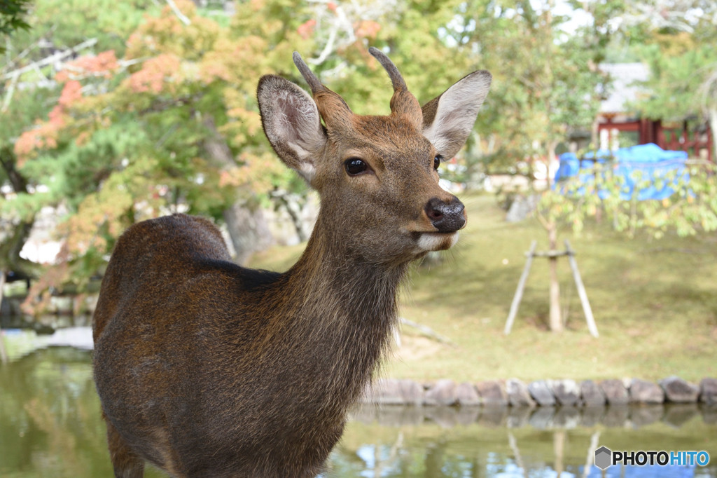 奈良の魅力は鹿だけじゃない！1374527