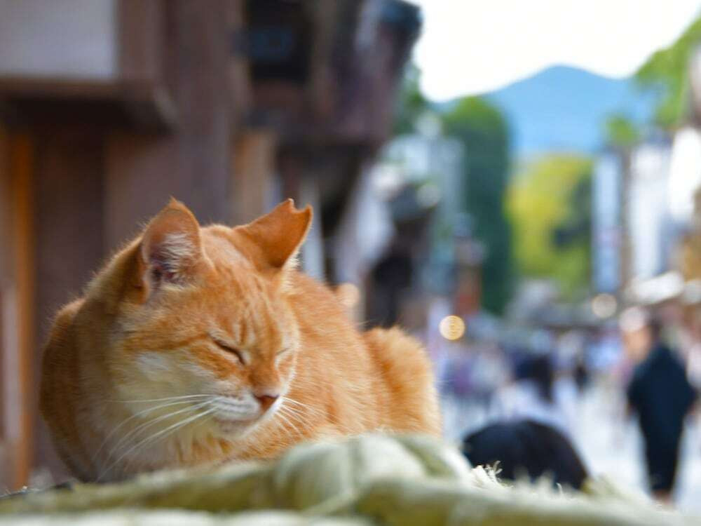 観光スポット