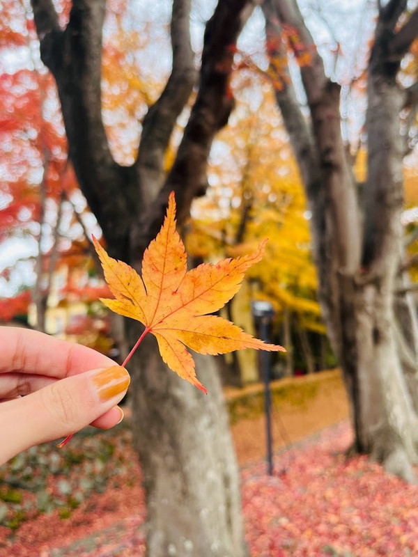 例年11月上旬～中旬頃は河口湖周辺の木々が色づき、色鮮やかな紅葉を楽しめる。湖、富士山、紅葉の美しいコラボレーションにうっとり / 1