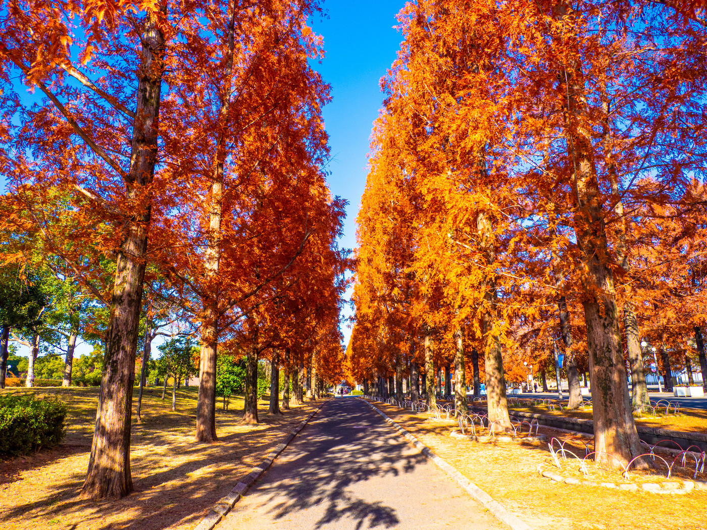 鶴見緑地メタセコイアの紅葉