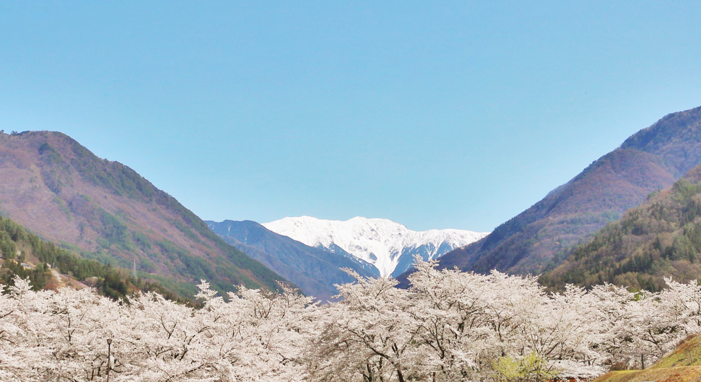 雪山をバックに桜を愛でる、不思議な体験ができる「大西公園」1835158