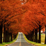感動的な美しい並木道！滋賀「メタセコイア並木」の絶景