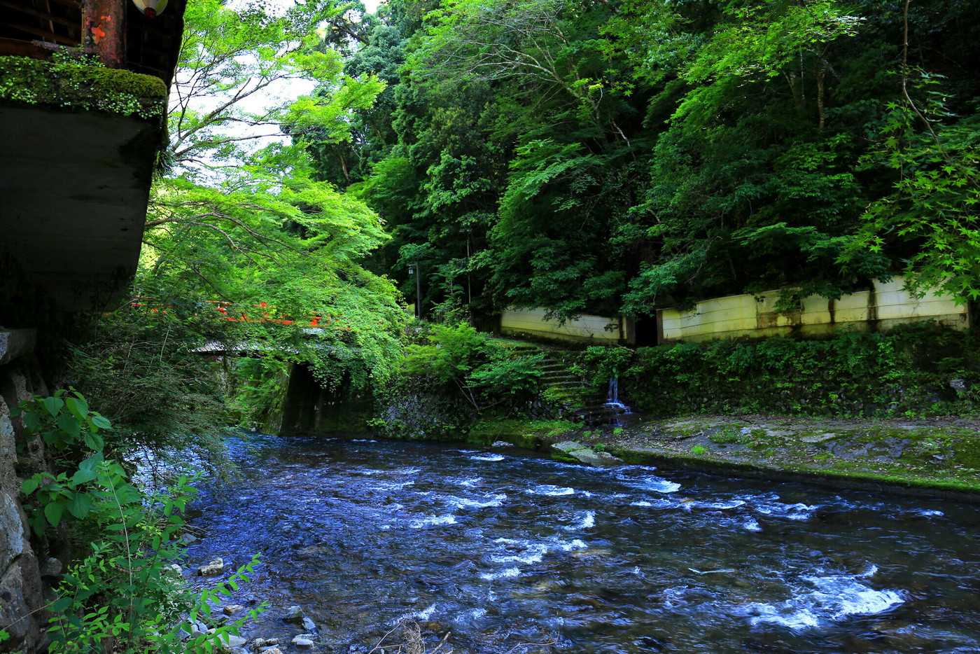 高雄の清滝川の清流と青もみじ