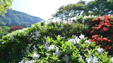 箱根小涌谷温泉 水の音(ハコネコワクダニオンセン ミズノト) / 2