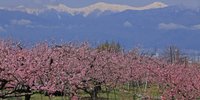 辺り一面が桃色の絨毯。日本の「桃源郷」を見る春の山梨観光