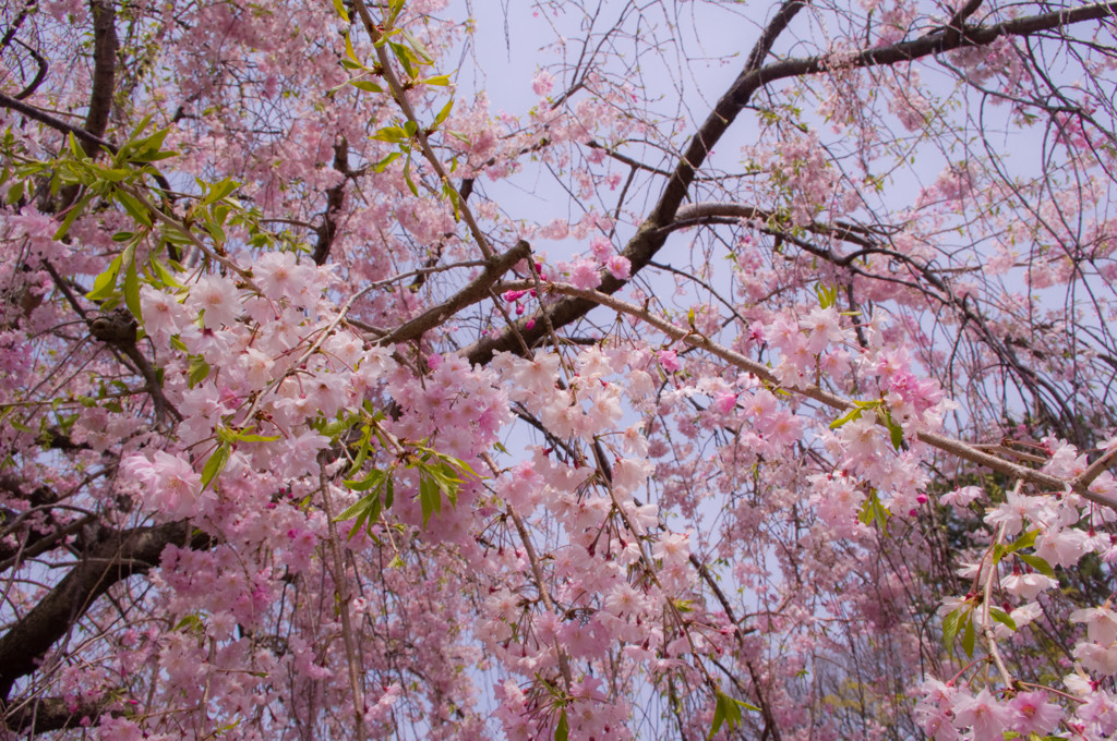 桜がきれいなピンク色の世界へ♪981065