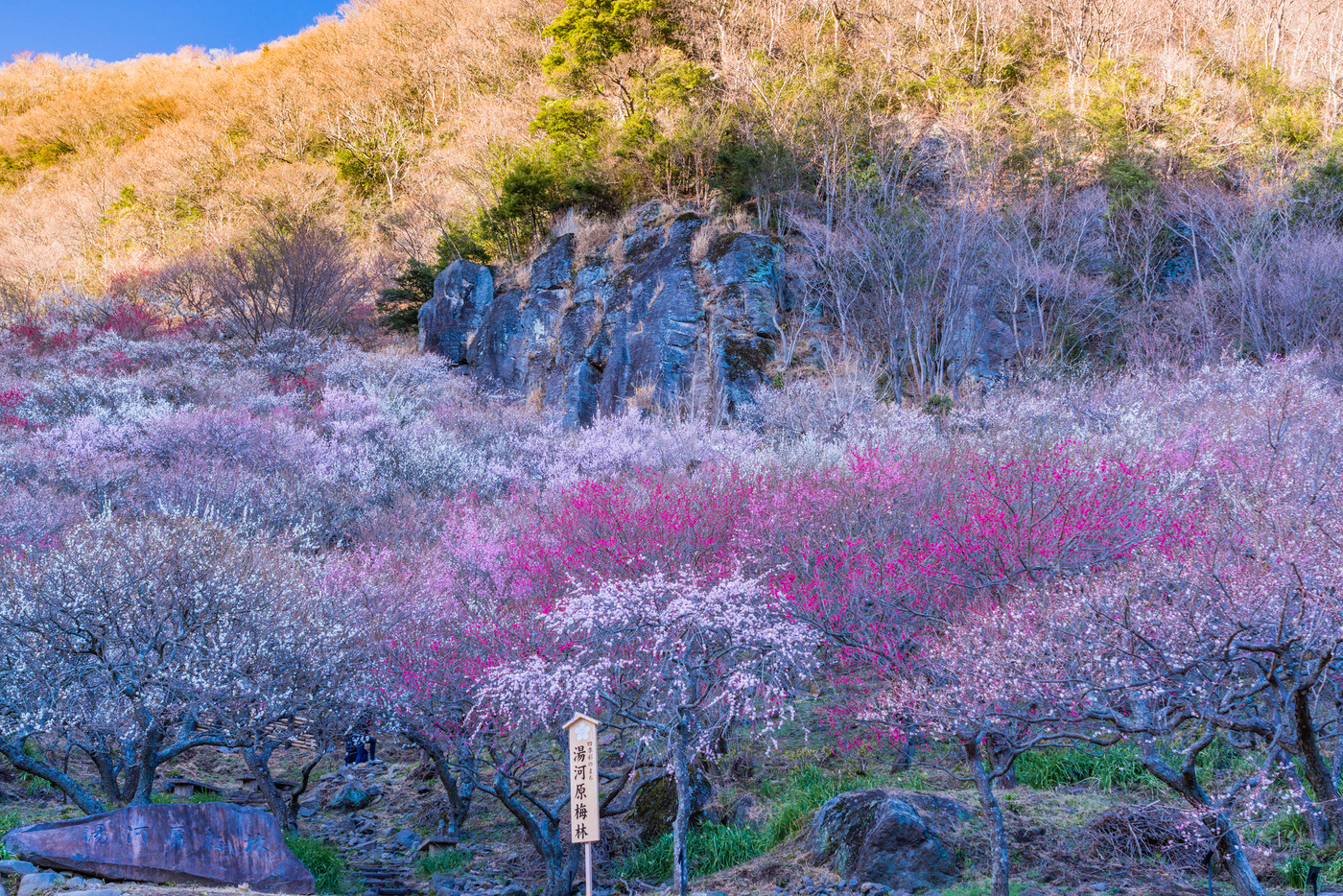 《神奈川県》湯河原梅林・梅の宴