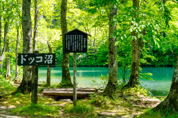 初夏のドッコ沼　新緑の風景　山形県山形市　　