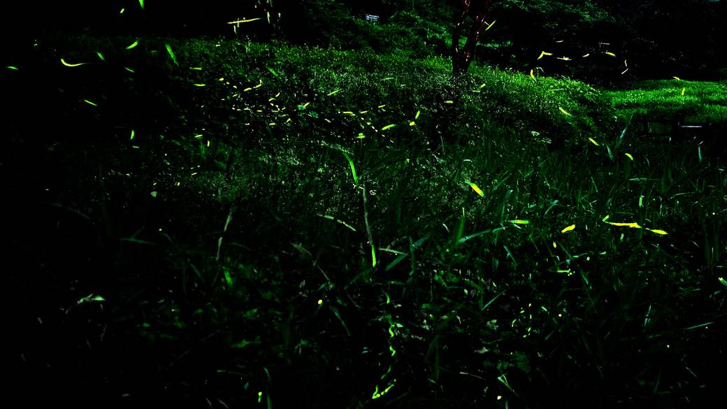 蛍がみられることも / 2