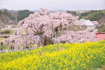 三春滝桜(三春町)1050980