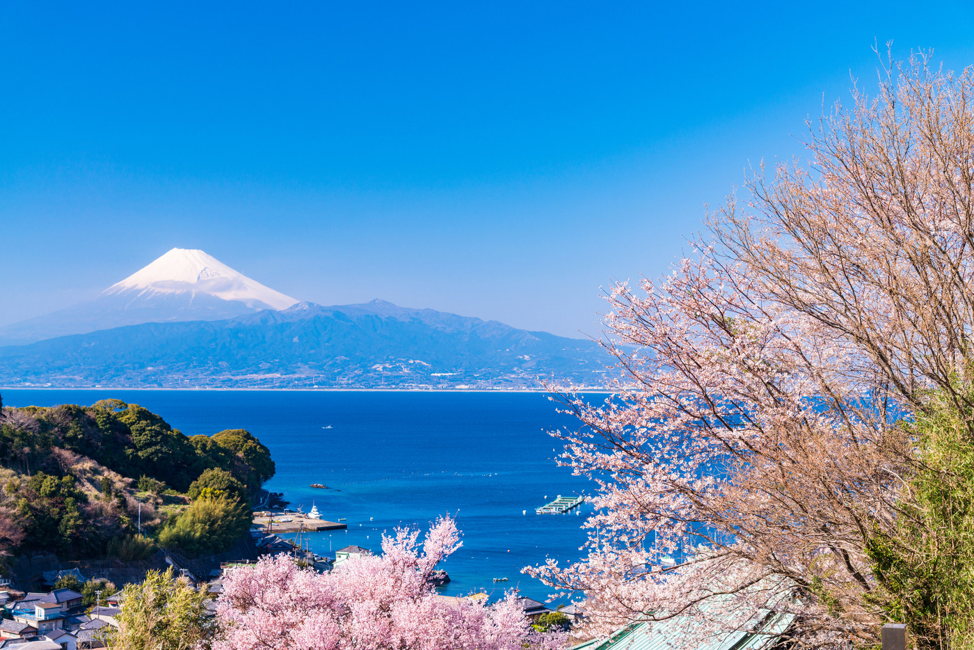 （静岡県）桜咲く伊豆の海岸から、海越しの富士山