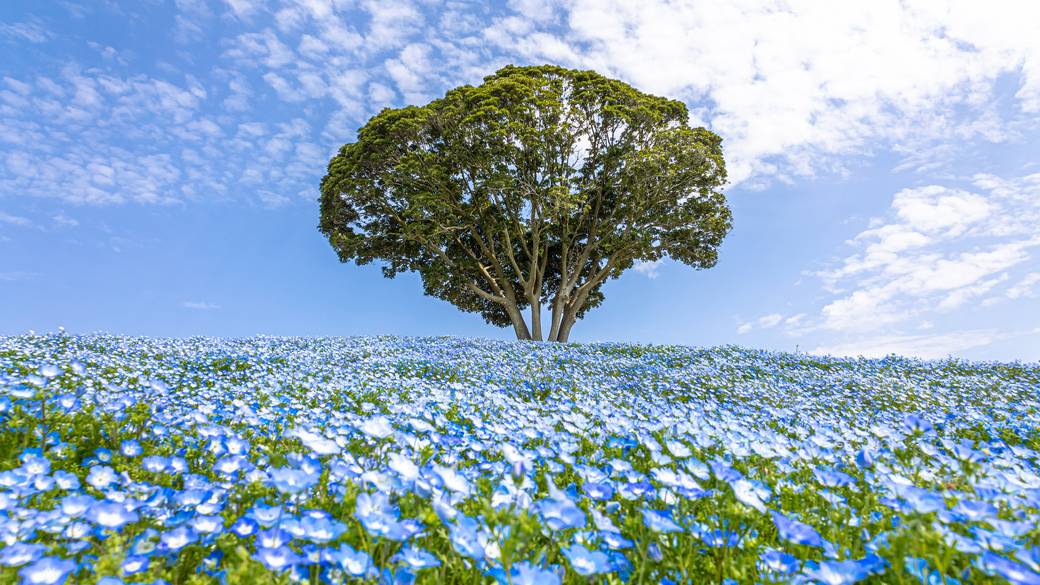 季節の花が美しい「マザー牧場」 / 1