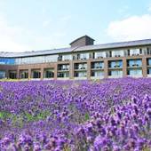 フラノ寶亭留（北海道 リゾートホテル）：春～秋のガーデンは季節の花が楽しめる。特に6月下旬から7月中旬に咲くラベンダーは約5000株と大規模。ホテル利用者のみの静かな雰囲気で花見ができるのが魅力。 / 3