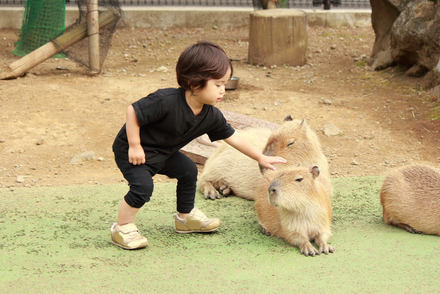 カビバラとふれあい