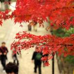 秋の絶景は鎌倉で。鎌倉のお寺で楽しむおすすめ紅葉スポット4選