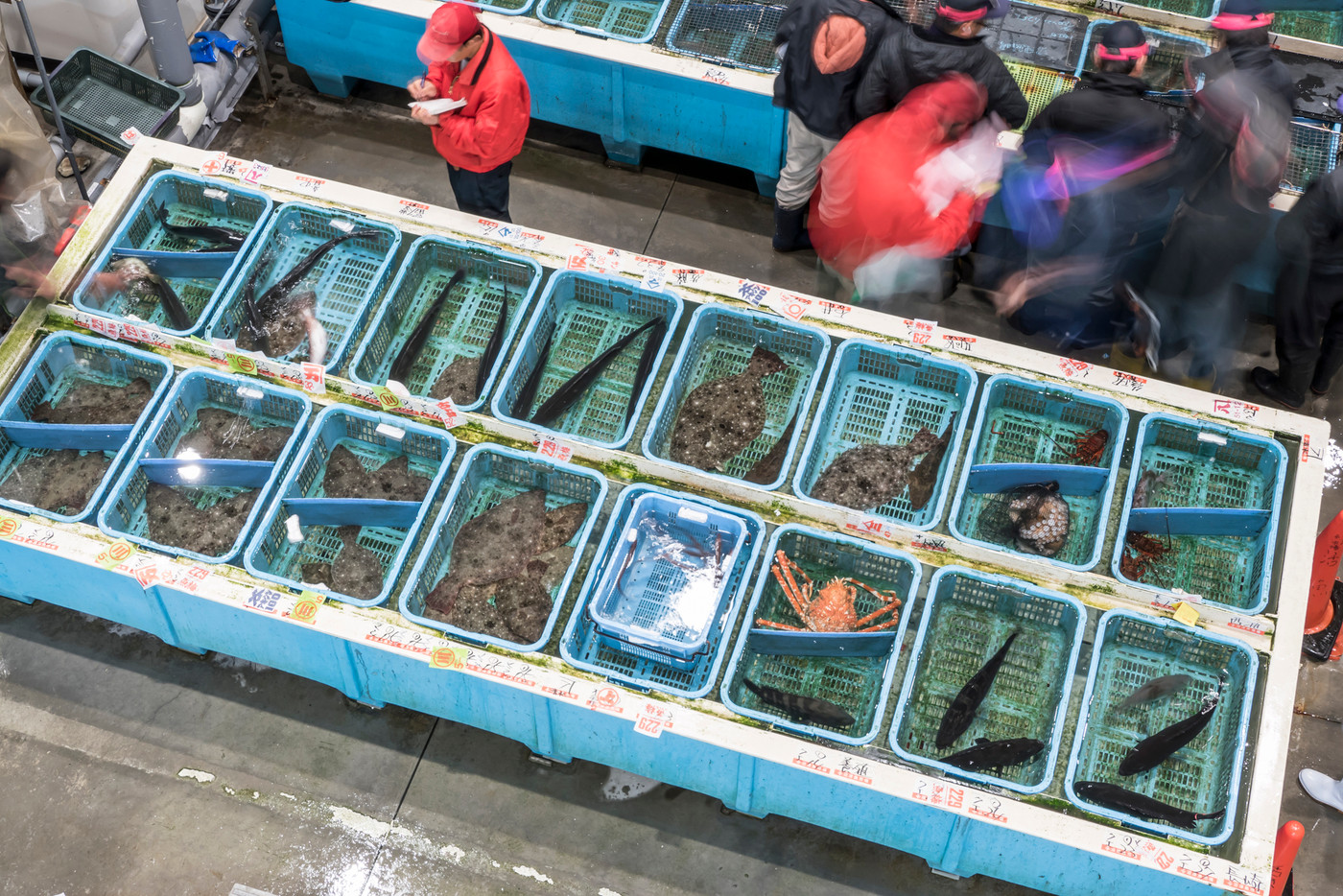 魚市場 競り