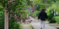 京都の初秋・9月はどんな風に楽しむ？おすすめスポット8選