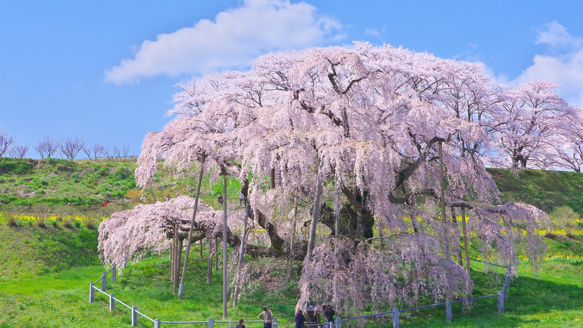 全国】一本桜にパワーをもらう春の旅へ。孤高の存在感を放つ「一本桜」10選 | icotto（イコット）