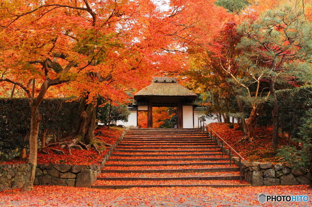 【岡崎エリア】秋しか立ち入れない紅葉の絨毯を歩こう3639276