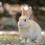 あっちもこっちもウサギだらけ！広島「大久野島」でウサギに癒されよう♪