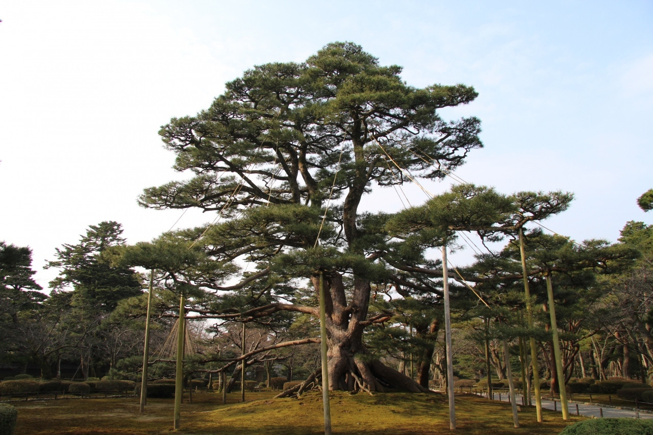  大地を這う！根上松は必見！14667