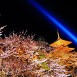 夜桜に思わずうっとり♪京都で桜のライトアップが見れるスポット