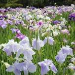 葛飾菖蒲まつりも開催！入園無料で楽しめる「堀切菖蒲園」