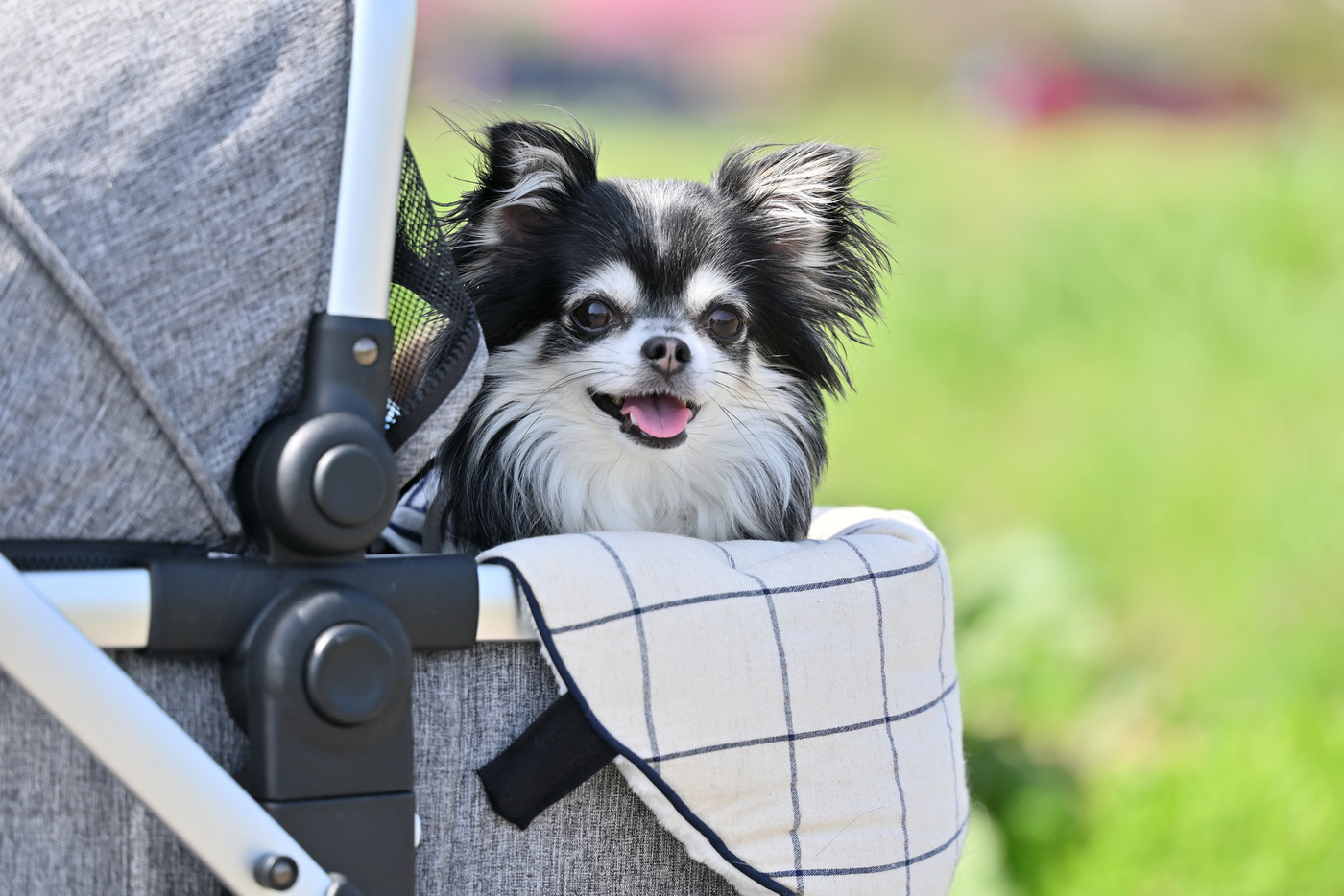 犬用カートの日除けカバーを使って散歩する笑顔のチワワ 夏素材