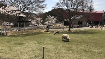 観光スポット / 11