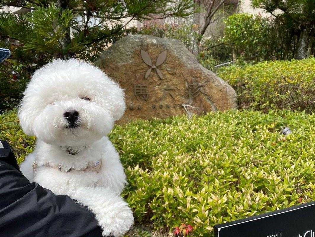 こちらのホテルは通常客室の他に、犬・猫OKのお部屋が。ペット同伴専用エレベーターなど、ペットOKのエリアはしっかりと分けられている。ペット連れの方もそうでない方も、快適に過ごせそう / 1