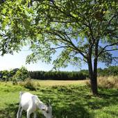 ブルーイングリーン(山梨県 ペンション) / 3
