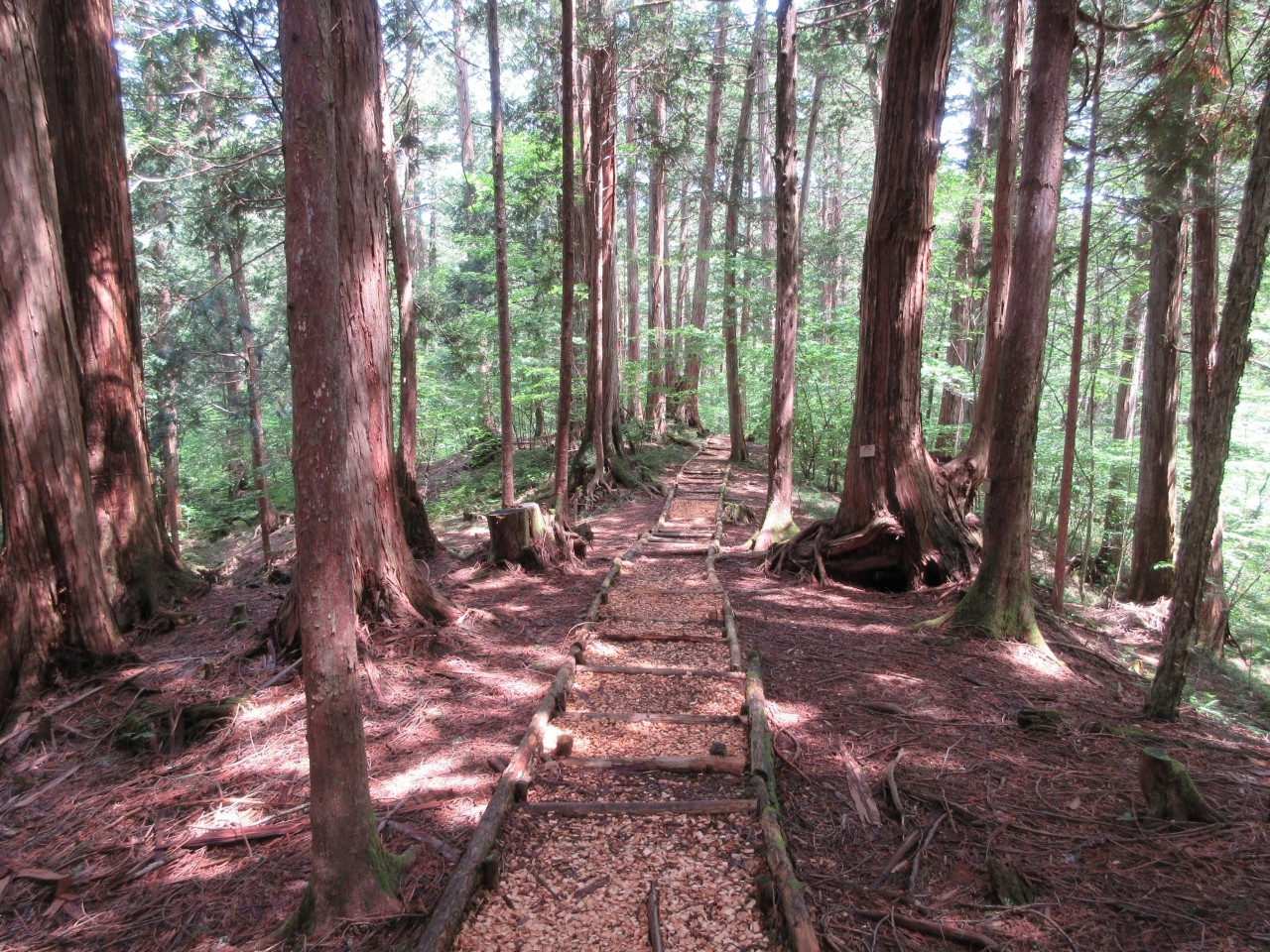 10.江戸時代から保護された木曽ヒノキの森「赤沢自然休養林」/長野県1680555