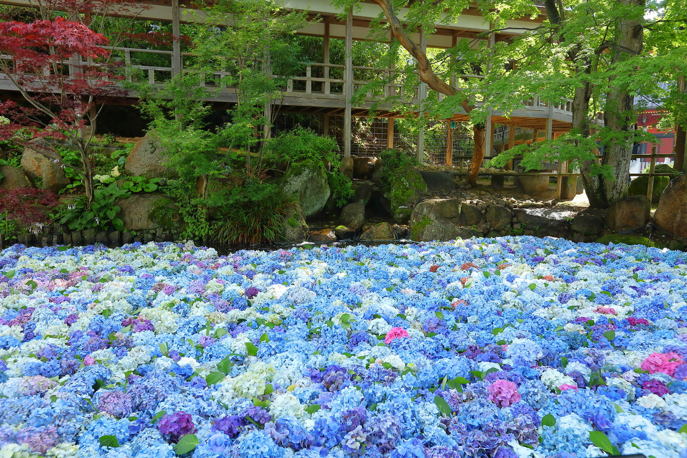 茨城県桜川市　雨引山楽法寺　雨引観音の池の水中花あじさいとモミジのある庭園