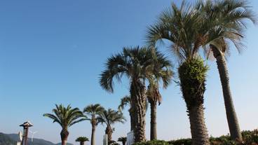 阿万海岸海水浴場 / 7