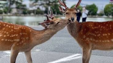 ランド ビュー / 29