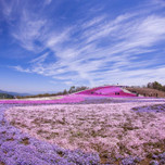 愛知・茶臼山高原の「芝桜の丘」で、美しき天空の花回廊を巡ろう