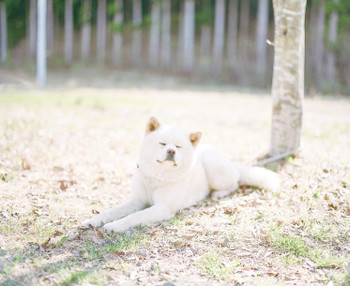 秋田犬を撮影