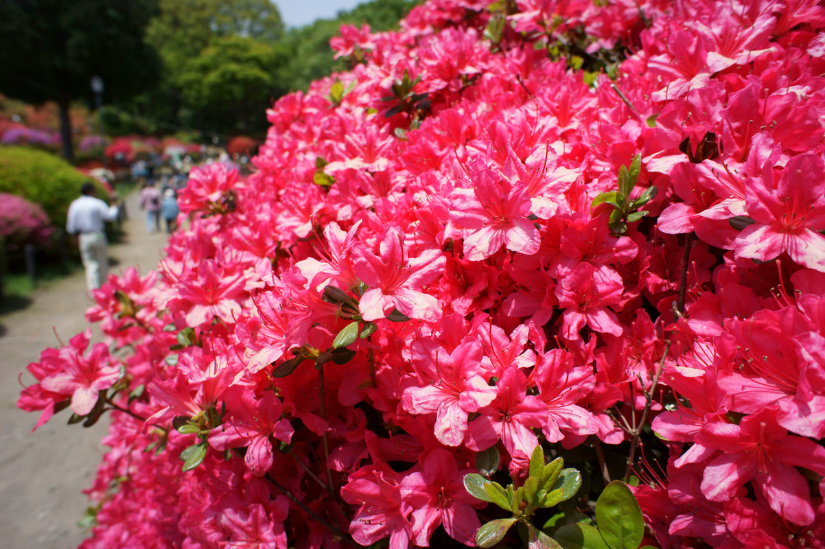 鶴峯公園つつじ祭り