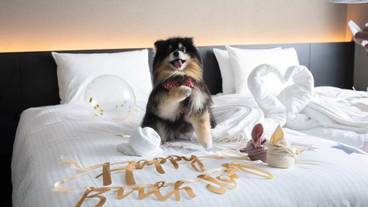 ペット用設備・サービス / 9