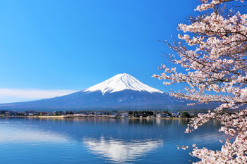 Mount Fuji and cherry blossoms