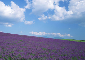 Why not come and visit Hokkaido in the summer?♪3409900