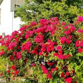 どんぐりハウス(北海道 別荘・ヴィラ・コンドミニアム) / 4