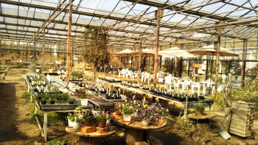 ハーブの苗木販売 / 2