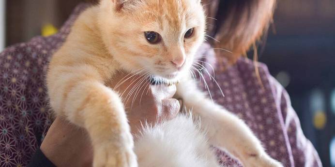 鉄輪温泉 かんなわ ゆの香（レトロ館）（大分県 旅館） / 1
