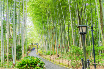 （静岡県）修善寺温泉、竹林の小径