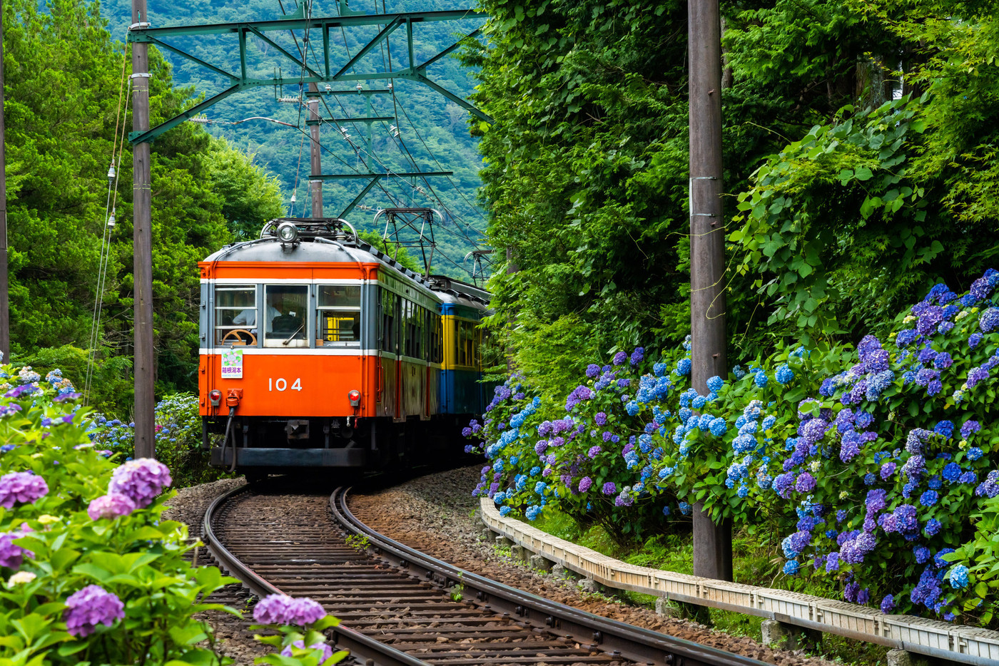 函館登山鉄道のあじさい列車