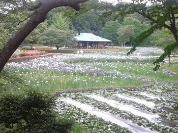 袖ケ浦公園1109578